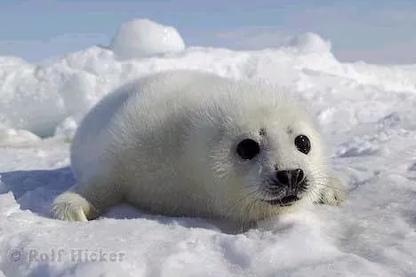 Foca bebé - Imagui