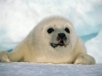 foca bebito | Salva a las focas