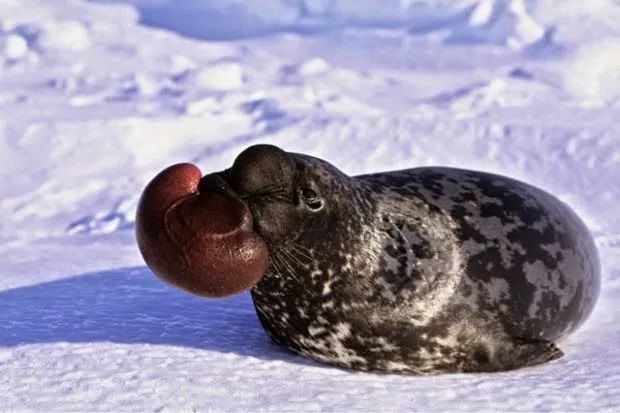 Foca de casco (Cystophora cristata) ~ Naturaleza Insólita