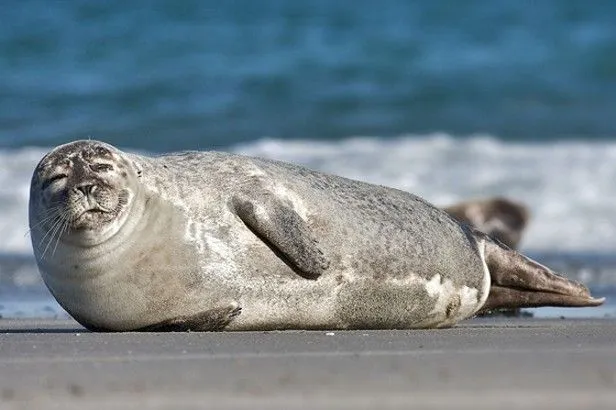 Foca comune Phoca vitulina