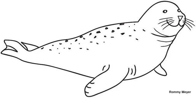 foca | Wchaverri's Blog