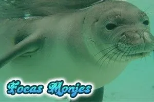 Focas-Marinas.jpg