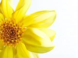 follaje, flor de la primavera | Descargar Fotos gratis