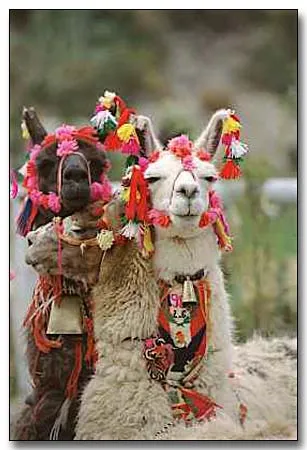 Follow the Piper: LLAMAS