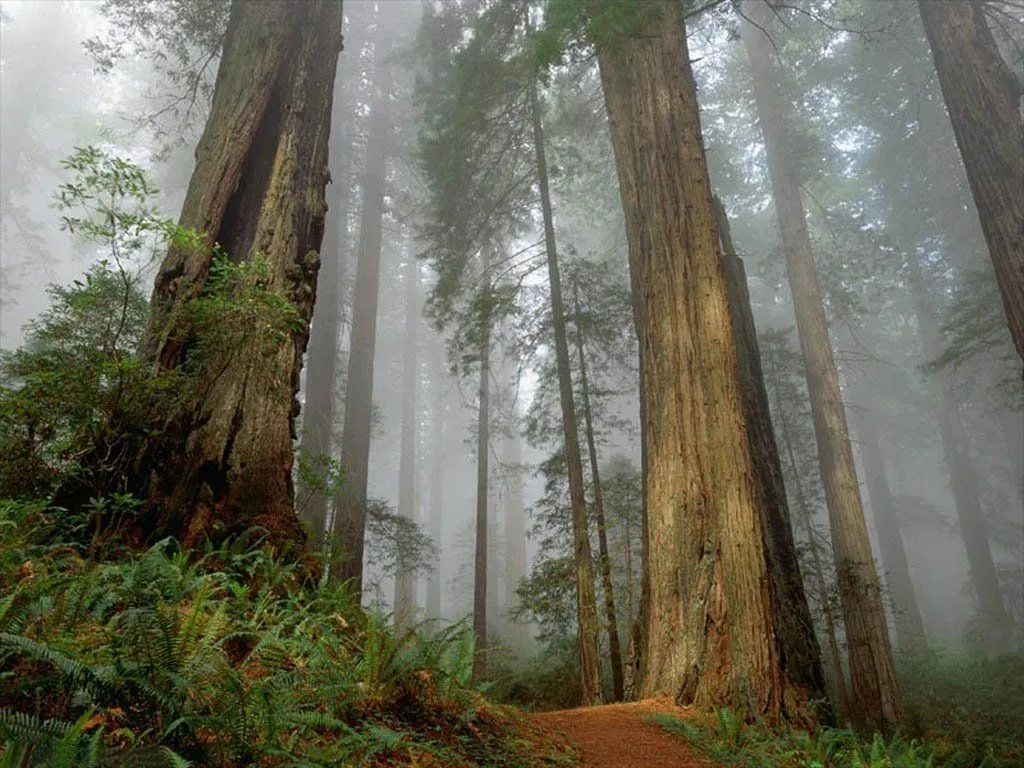 fondo-bosque-de-secuoyas