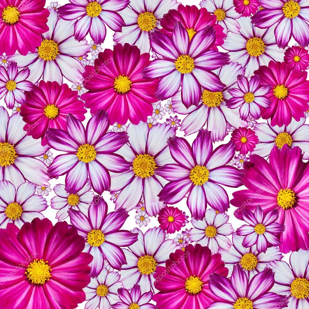 Fondo de flores de colores — Foto stock © Heinschlebusch #2332916