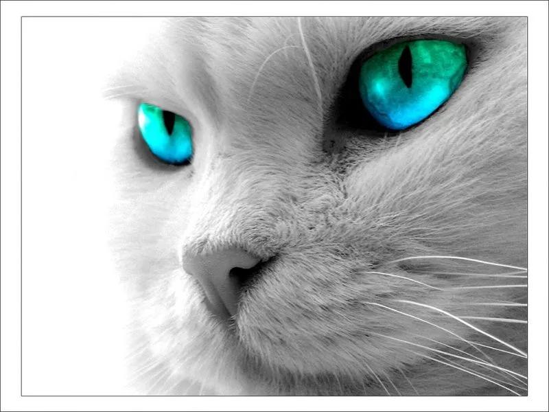  ... /TPXKV_BV15I/AAAAAAAAANo/LCfn4ddyHLs/s1600/ojos-de-gato-800x600.jpg