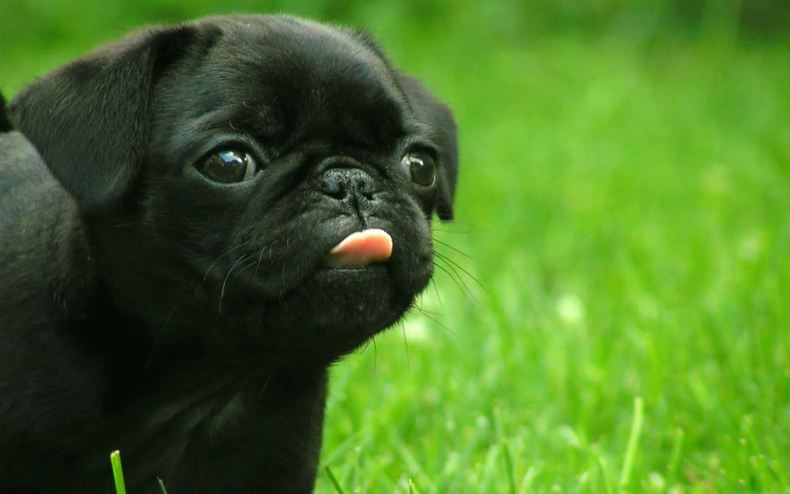 Fondo HD Perrito sacando la lengua. | Imagenes y Fondos de ...