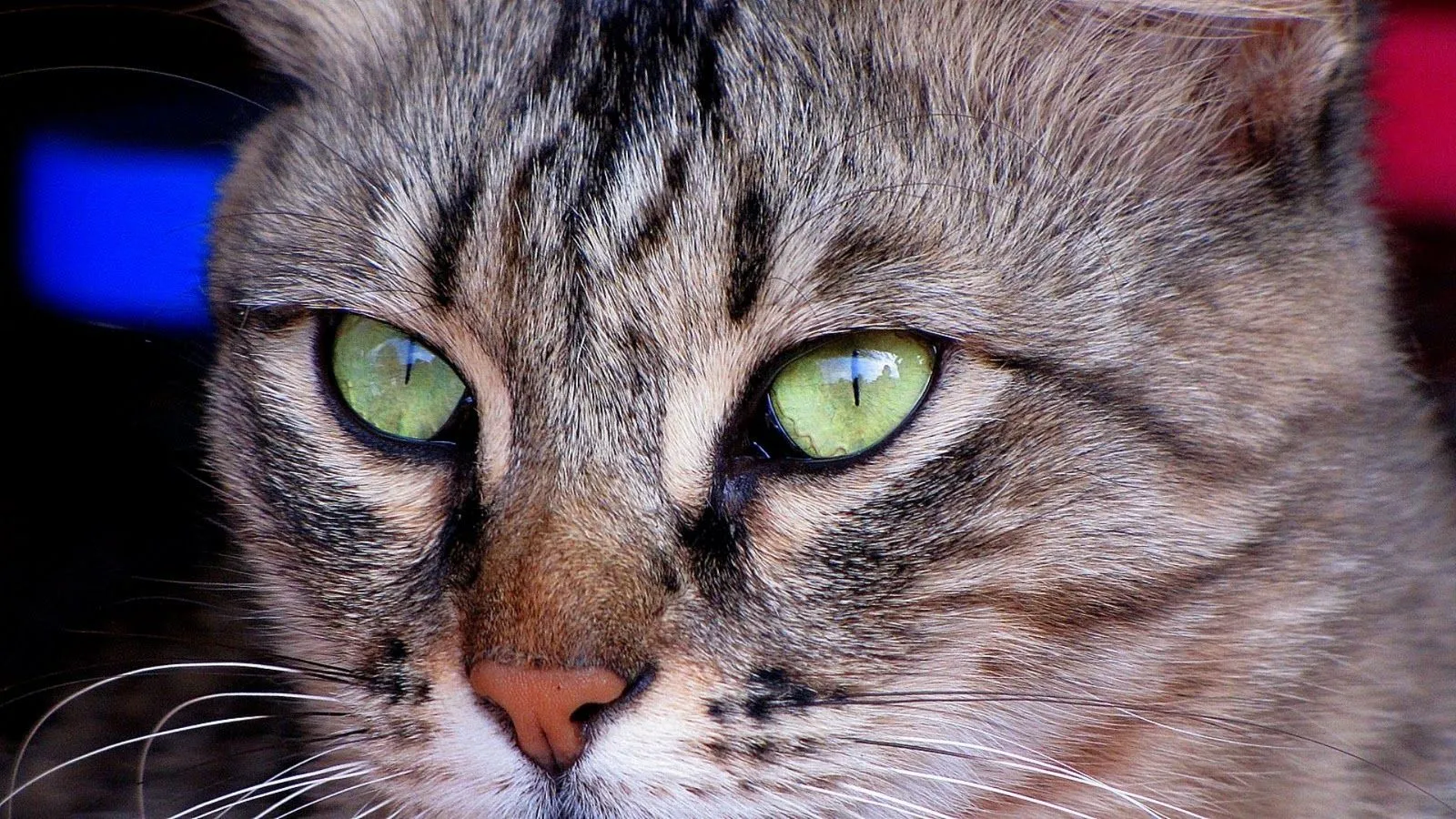 Fondo Ojos verdes de gato | Fondos de escritorio Bobiandcompany 