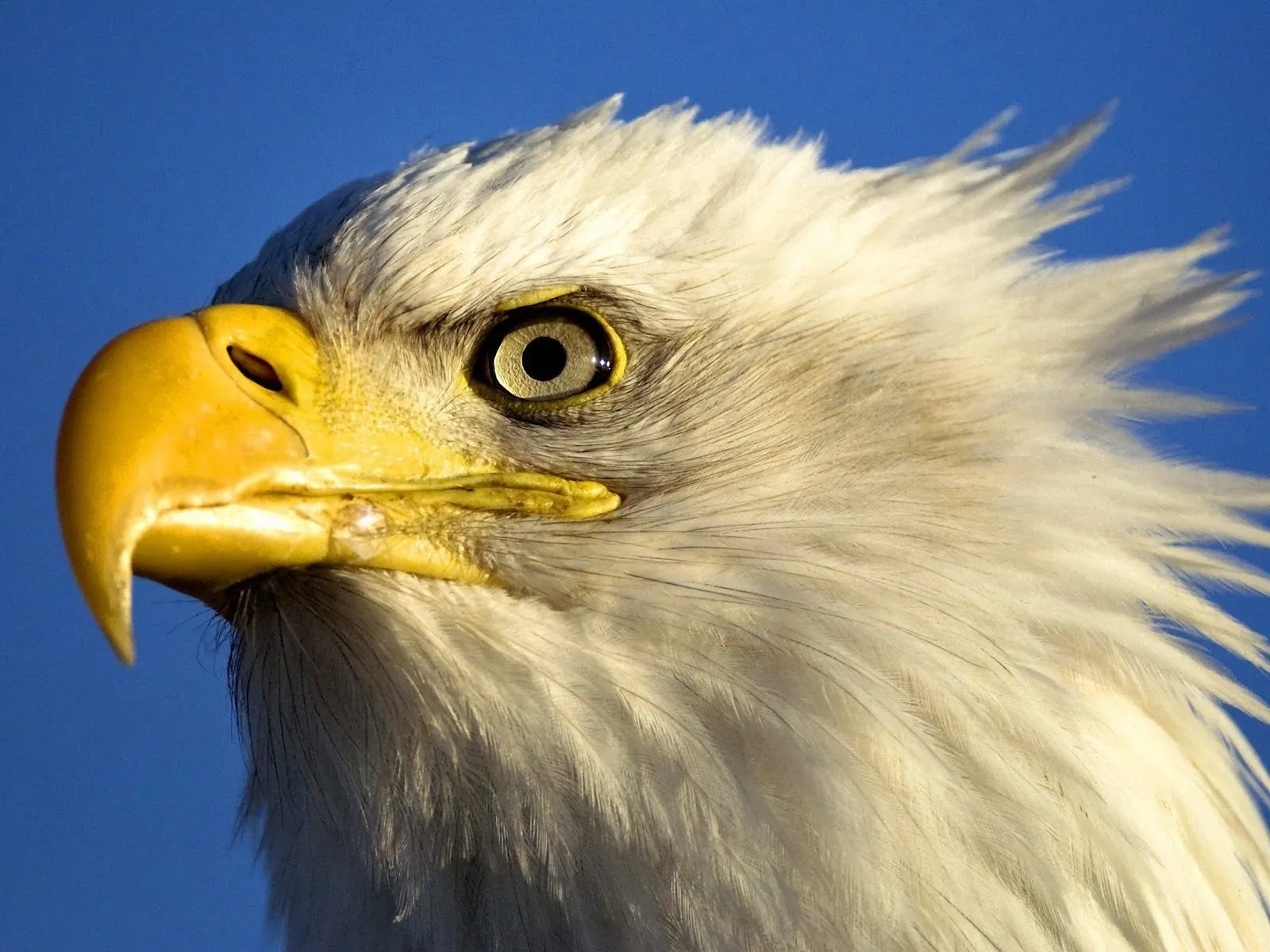 Fondo de Pantalla Animales Aguila blanca | Wallpapers Megas