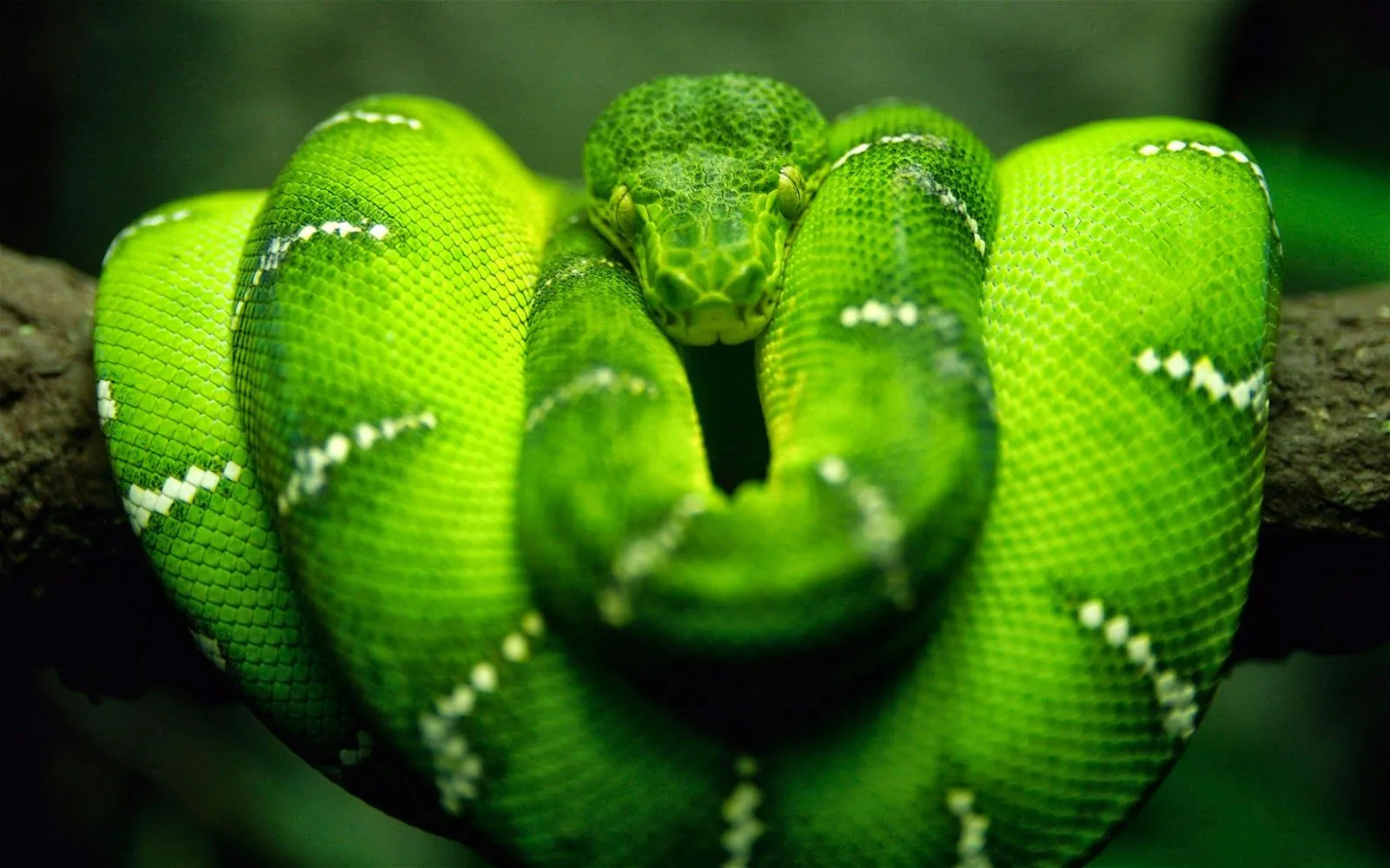 Imágenes Hilandy: Fondo de Pantalla Animales Serpiente verde