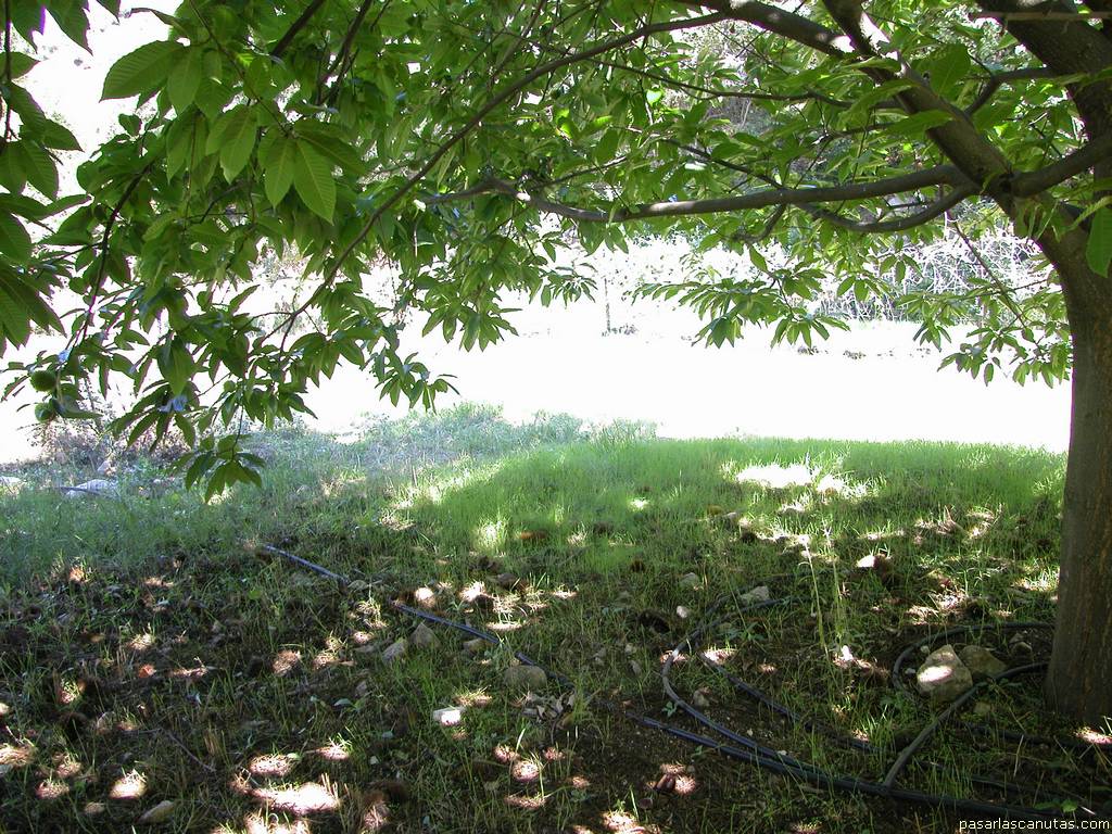 fondo de pantalla de arbol castaño y sombra