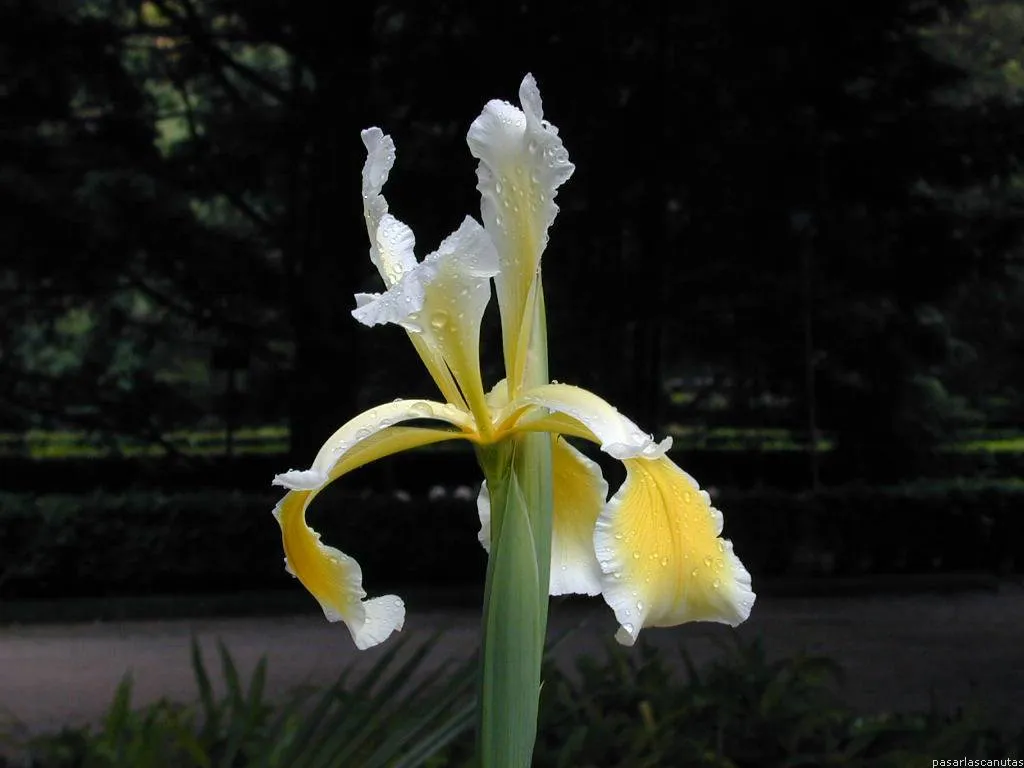  - fondo de pantalla de flor de lirio amarillo y blanco sobre fondo ...