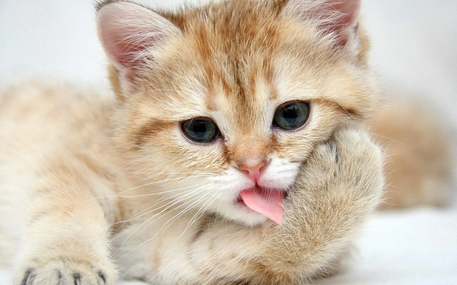 Fondo de Pantalla de Gato Sacando la Lengua | En HD Imagenes