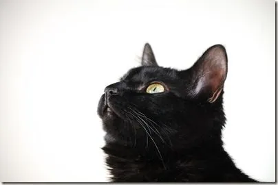 Fondo de Pantalla de Gatos Negros | Banco de Imagenes y Fondos de ...