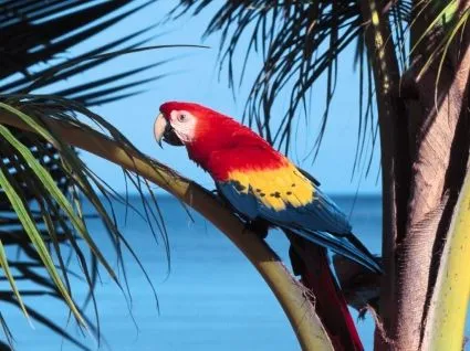 Fondo De Pantalla De Guacamaya Roja Loros Animales-animales-fondos ...