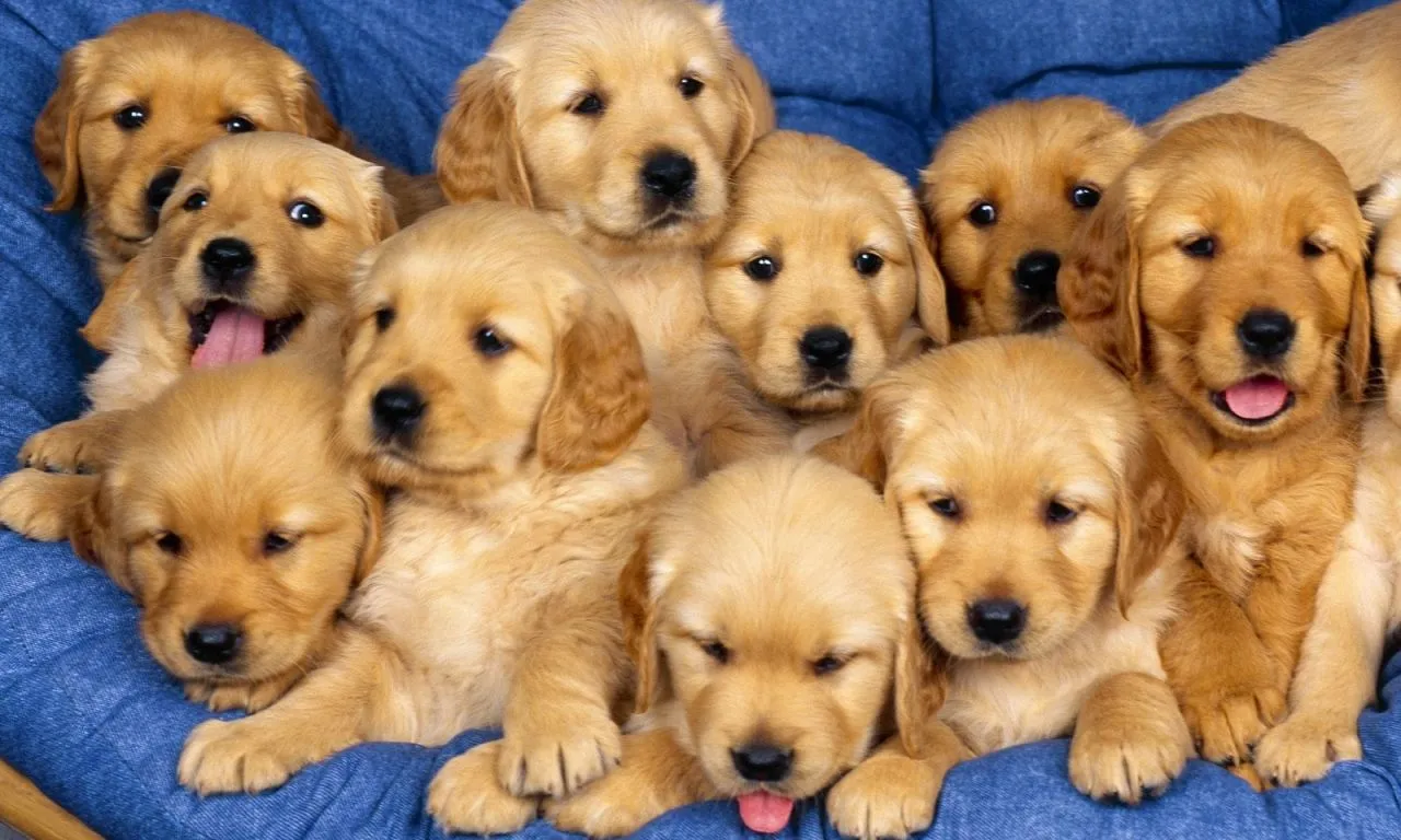 Fondo de pantalla manada de perros bebes 1280x768 - Fondo hd #993