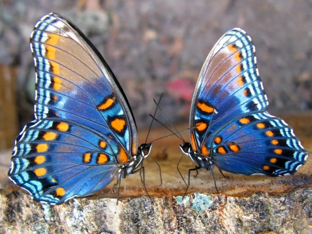 Mariposas enamoradas | Imagenes de Amor 