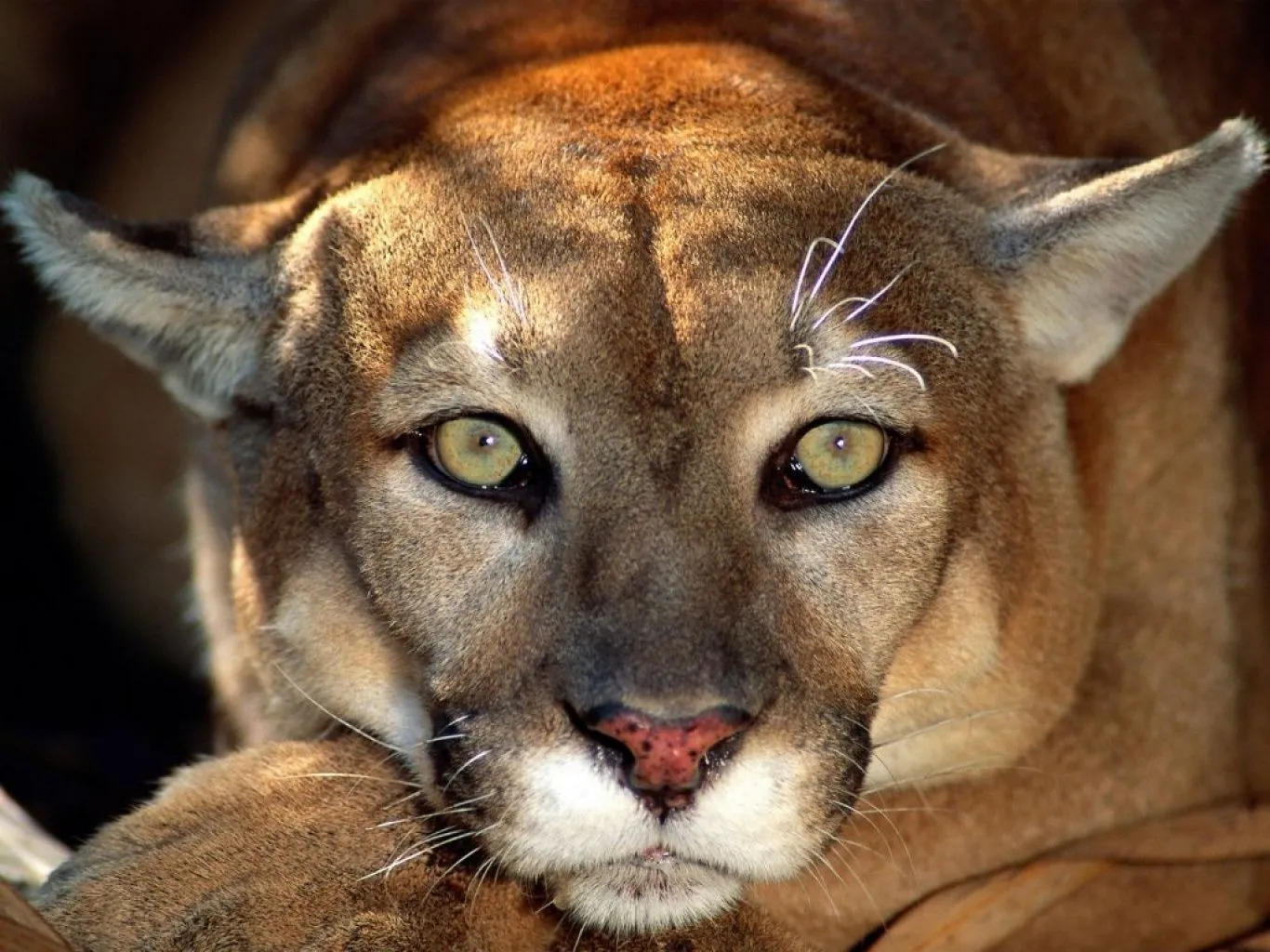 fondo de pantalla de un puma de alta calidad