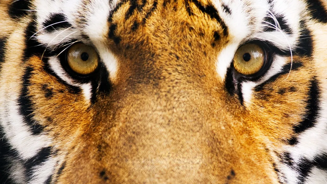 Fondo Pantalla Tigre Ojos Amarillos Tigres Pictures