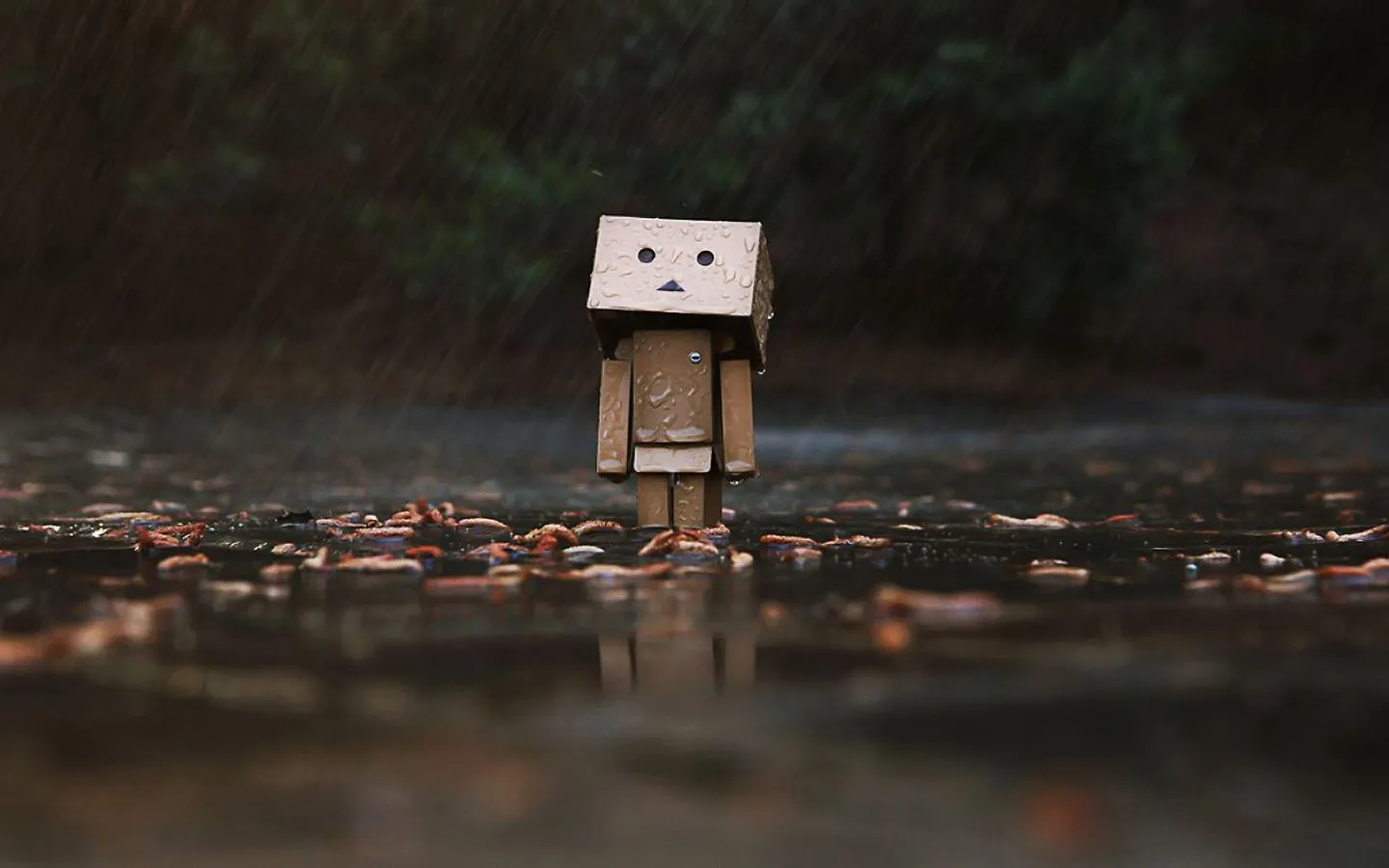 Fondos para Android: Especial Danbo ~ Fotografías de Danbo | ADNFriki