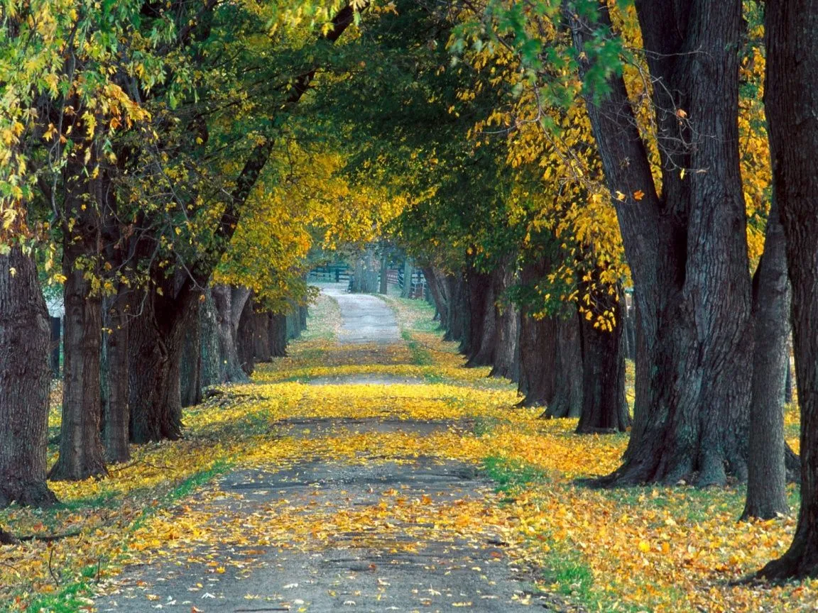 fondos de arboles | funds of nature