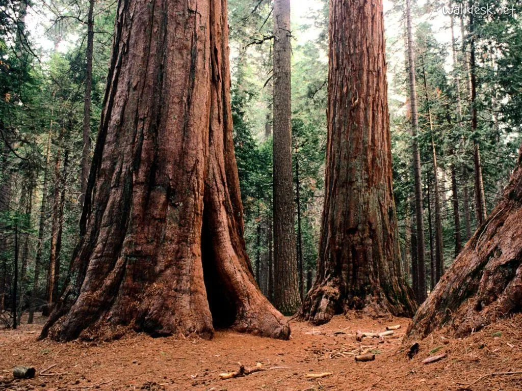 fondos de arboles | funds of nature