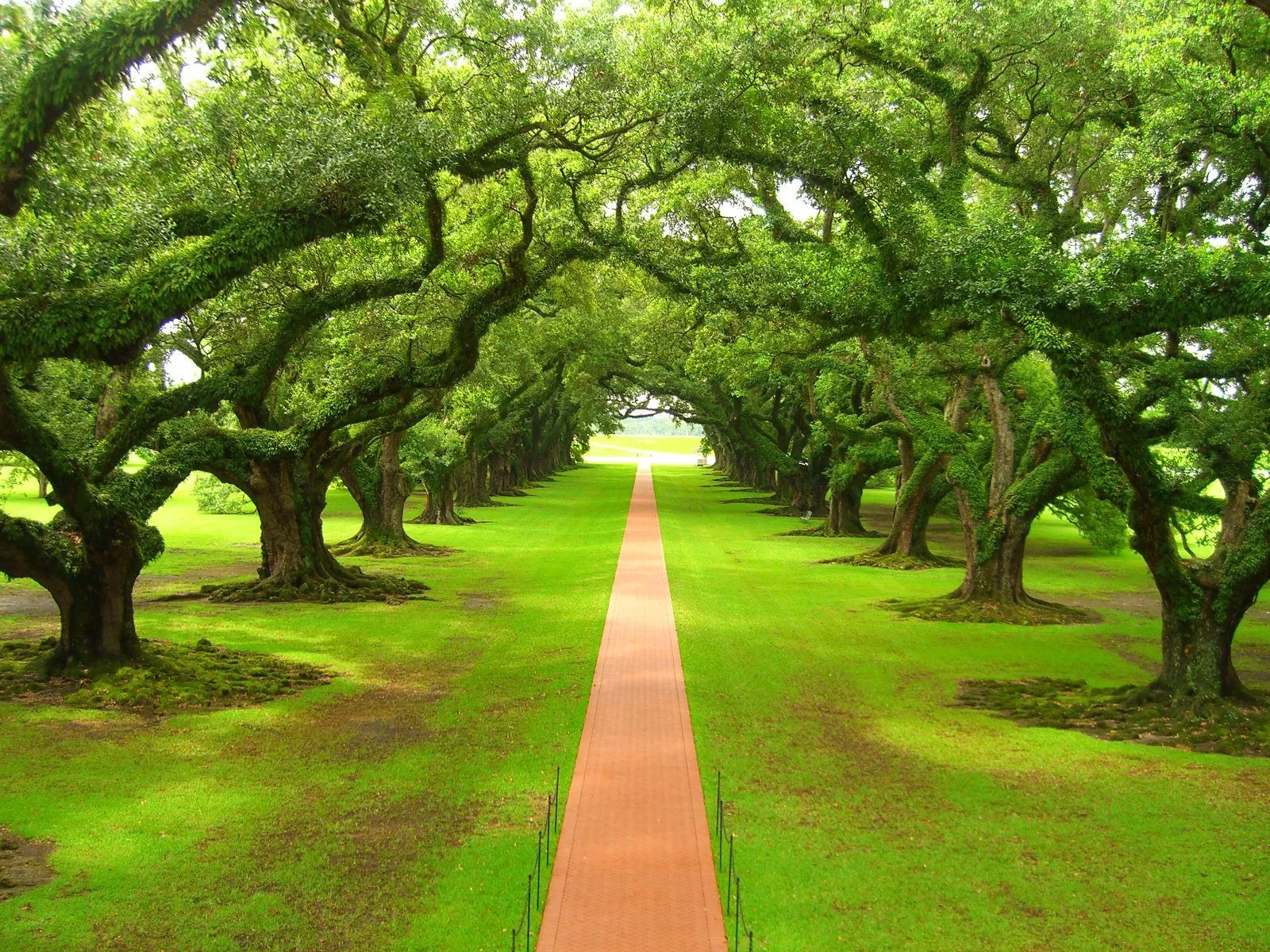 fondos de arboles | funds of nature