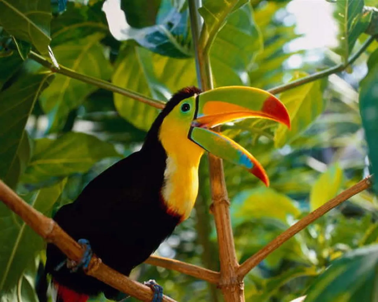 fondo de pantalla de un tucan muy colorido para darle un toque de ...