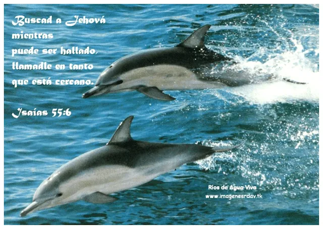 Fondos cristianos con animales - Imagui