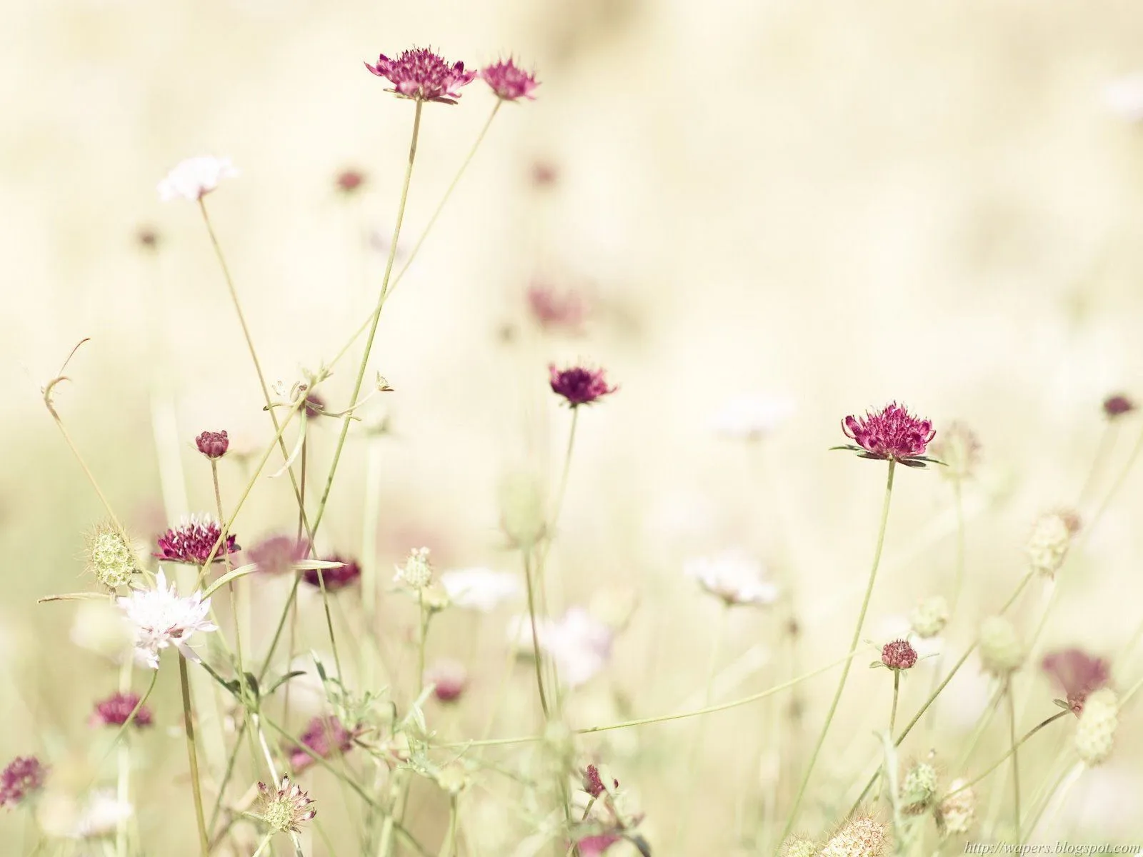 Fondos De Escritorio: Fondo Floral