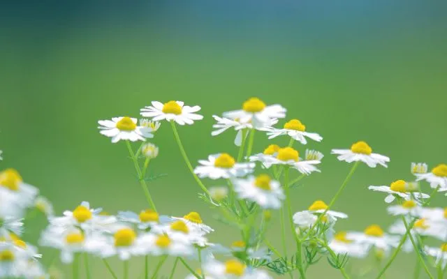 Fondos de pantalla de flores blancas - Imagui