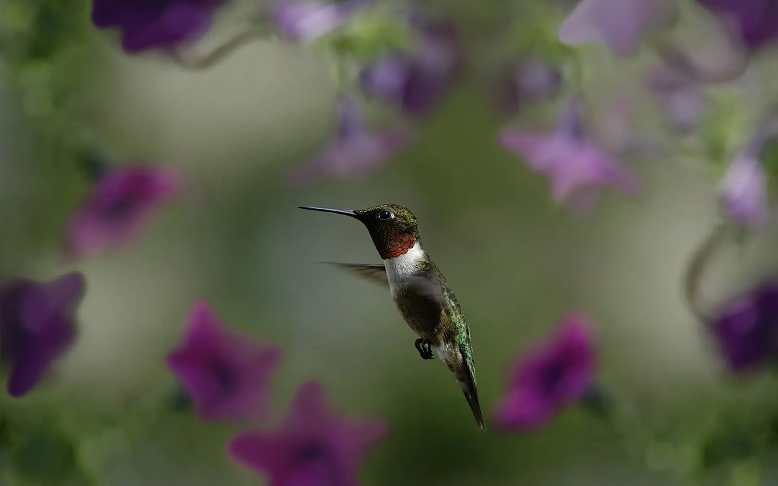 Colibrí Volando - Fondos de Pantalla HD - Wallpapers HD