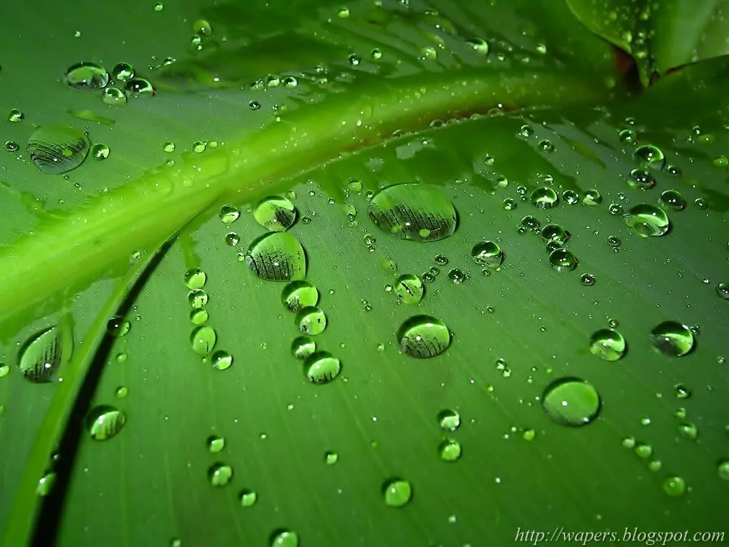 Fondos De Escritorio: Hoja Verde