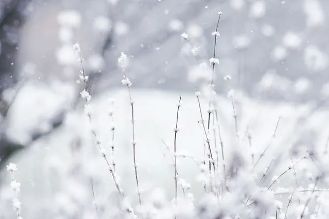 Fondos de escritorio: El Invierno - Backfocus