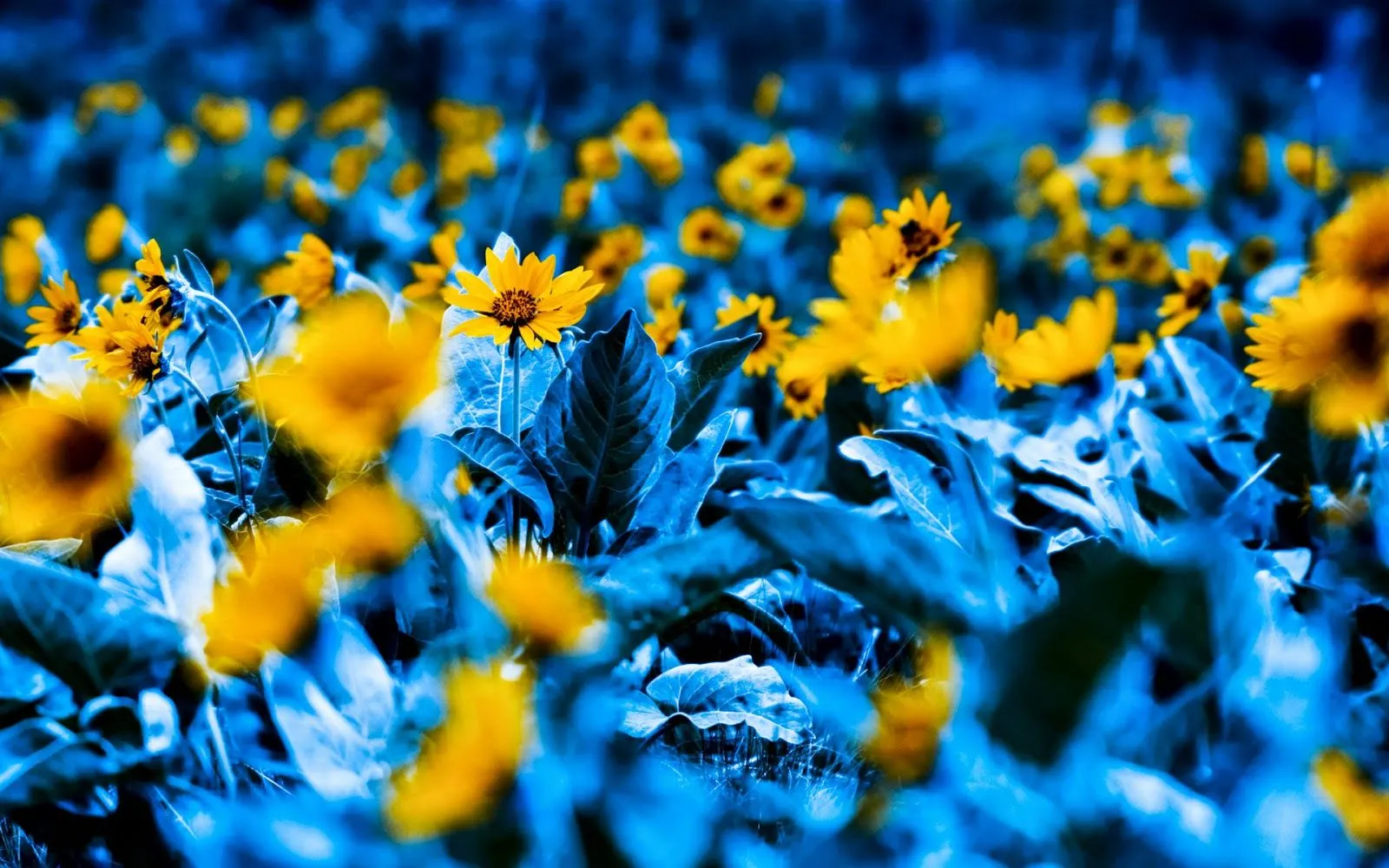 Fondos de escritorios gratis: Flores azules y amarillas