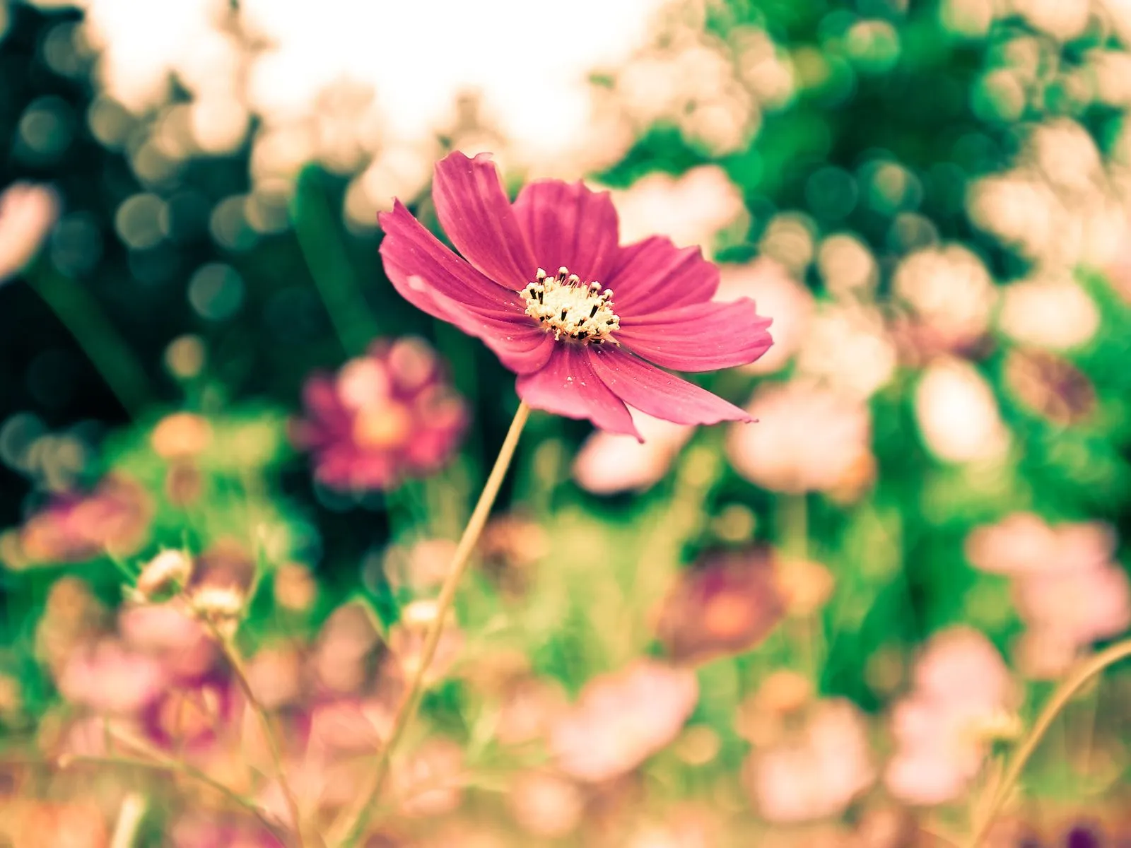 Fondos de flores para FaceBook - Imagui