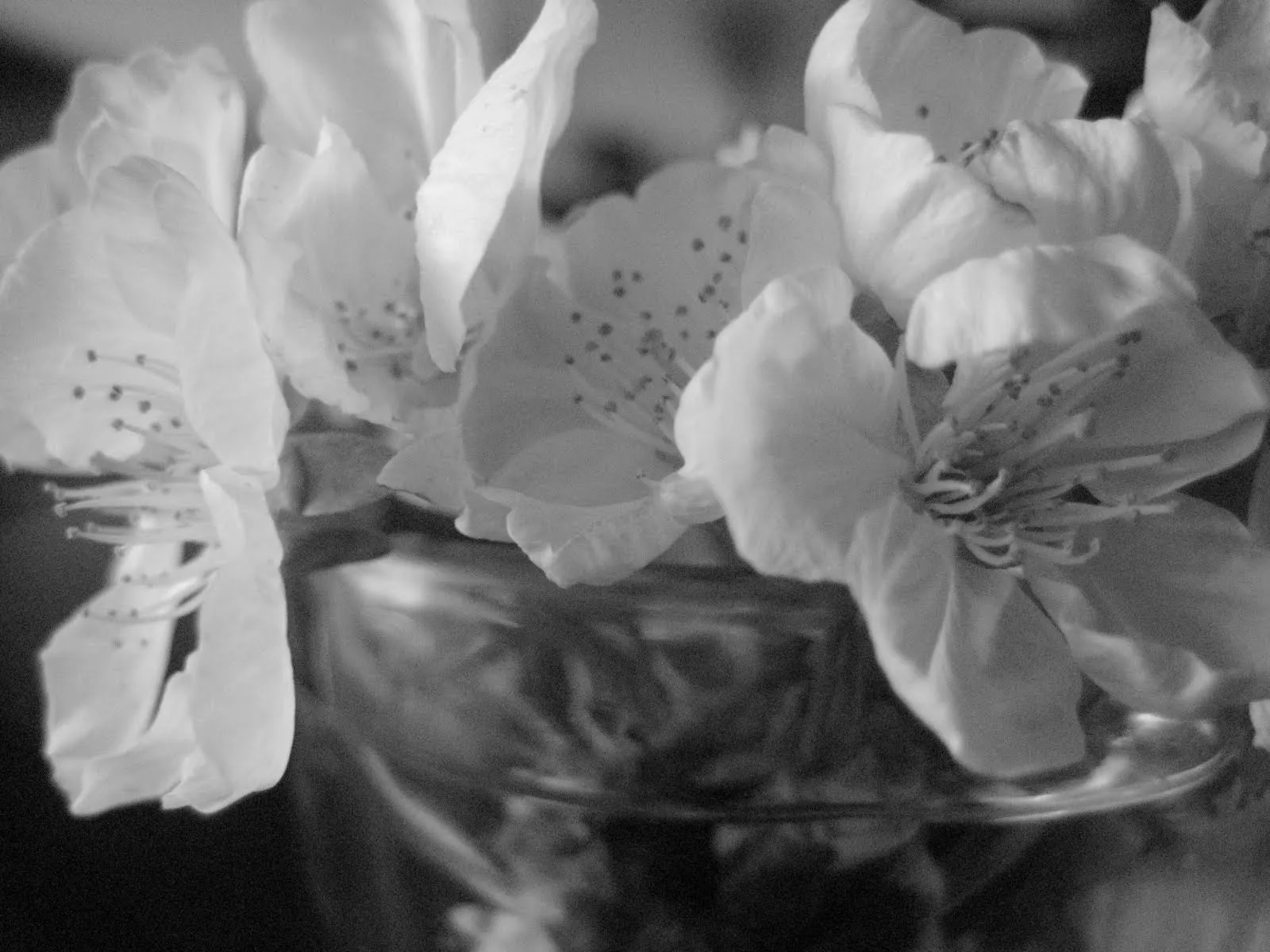 Fondos de flores tribales blanco y negro - Imagui