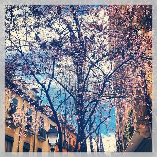 fondos de flores tumblr con frases | flores & arboles | Pinterest ...