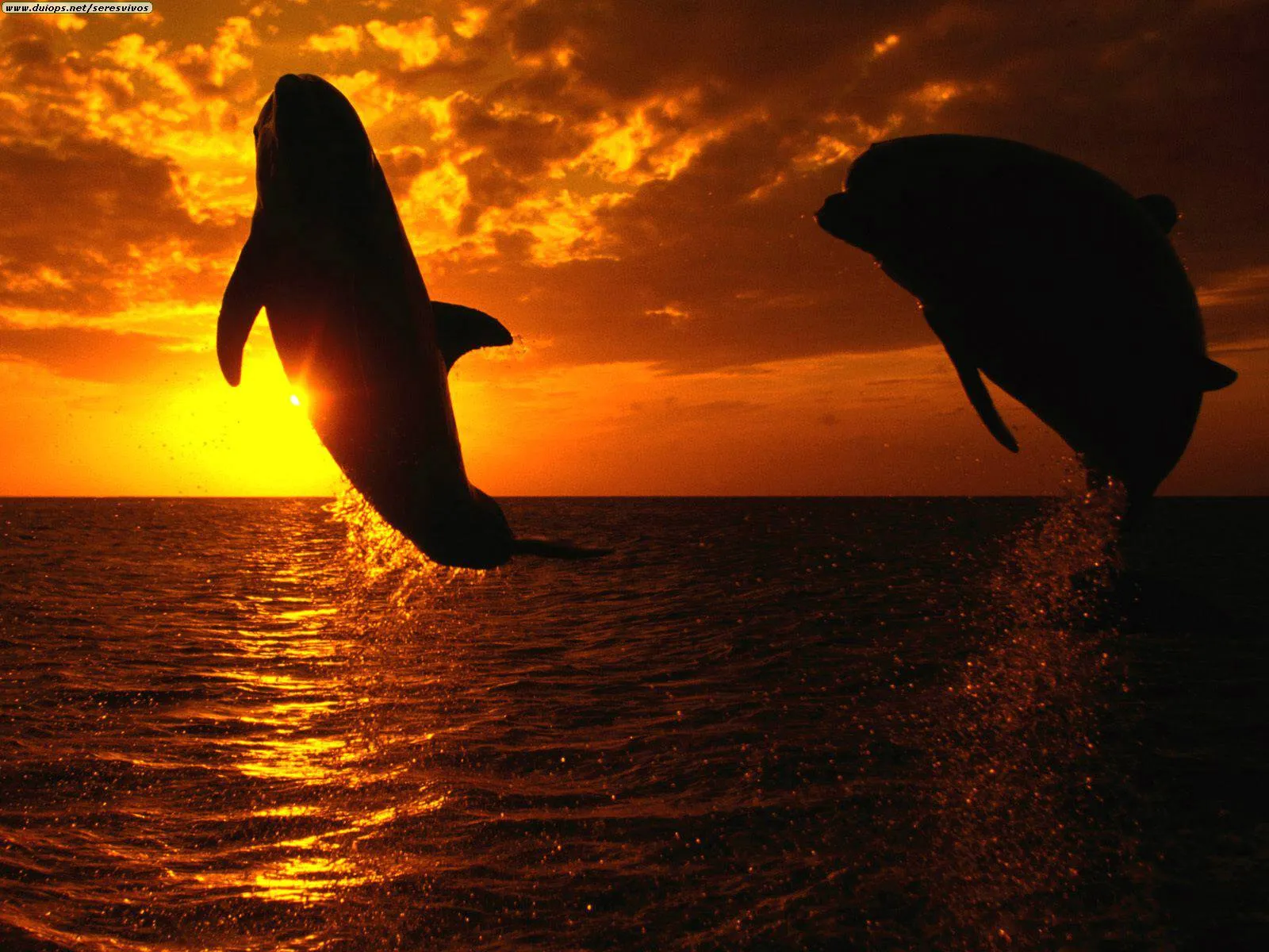 Fondos Gratis - Fondos Animales - Delfines Atardecer