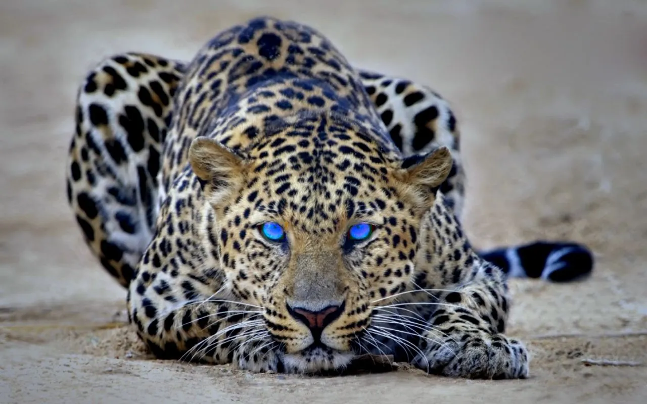 Leopardo Fondo De Pantalla En Hd Pictures