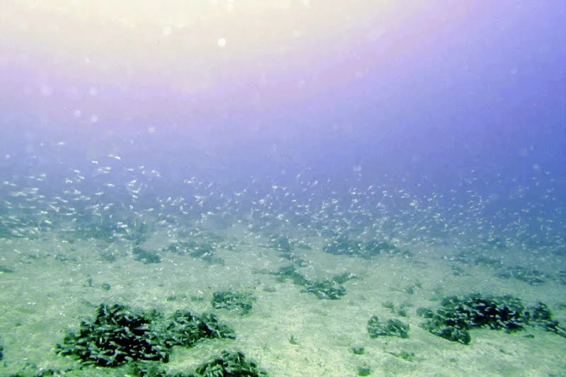 Fondos marinos sin peces - Imagui