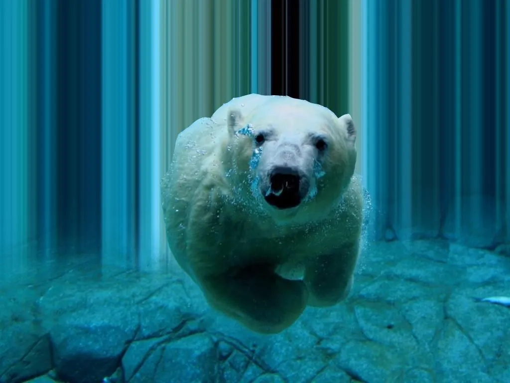 Fondos con Movimiento » oso_polar copia