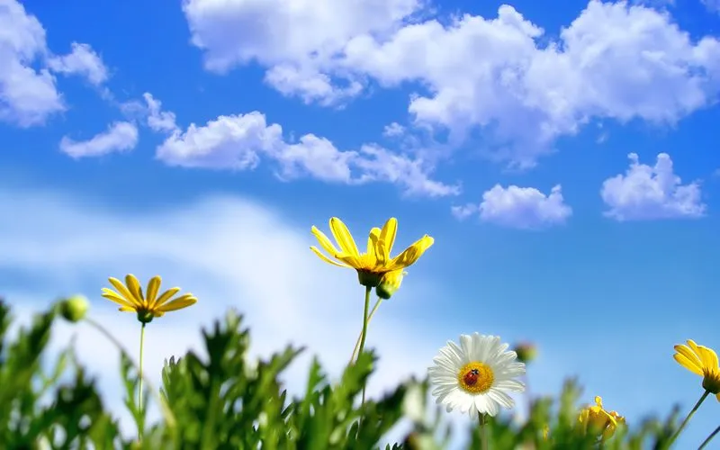 De la naturaleza para fondo - Imagui