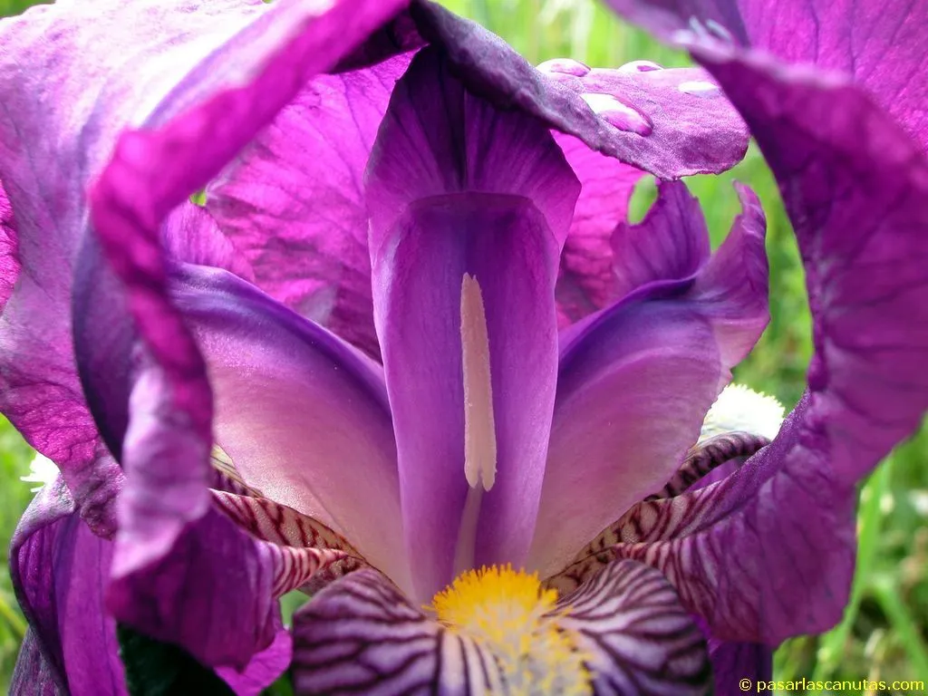 Fondos de pantalla de alta calidad de flores 5