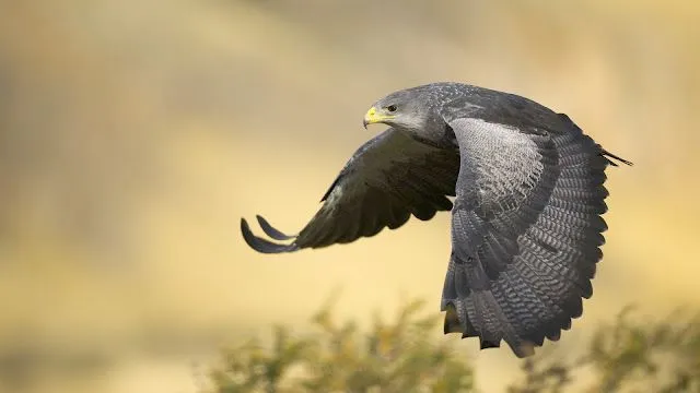 Águilas en HD - Imagui