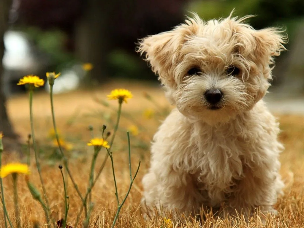 Fondos de pantalla de animales - Taringa!