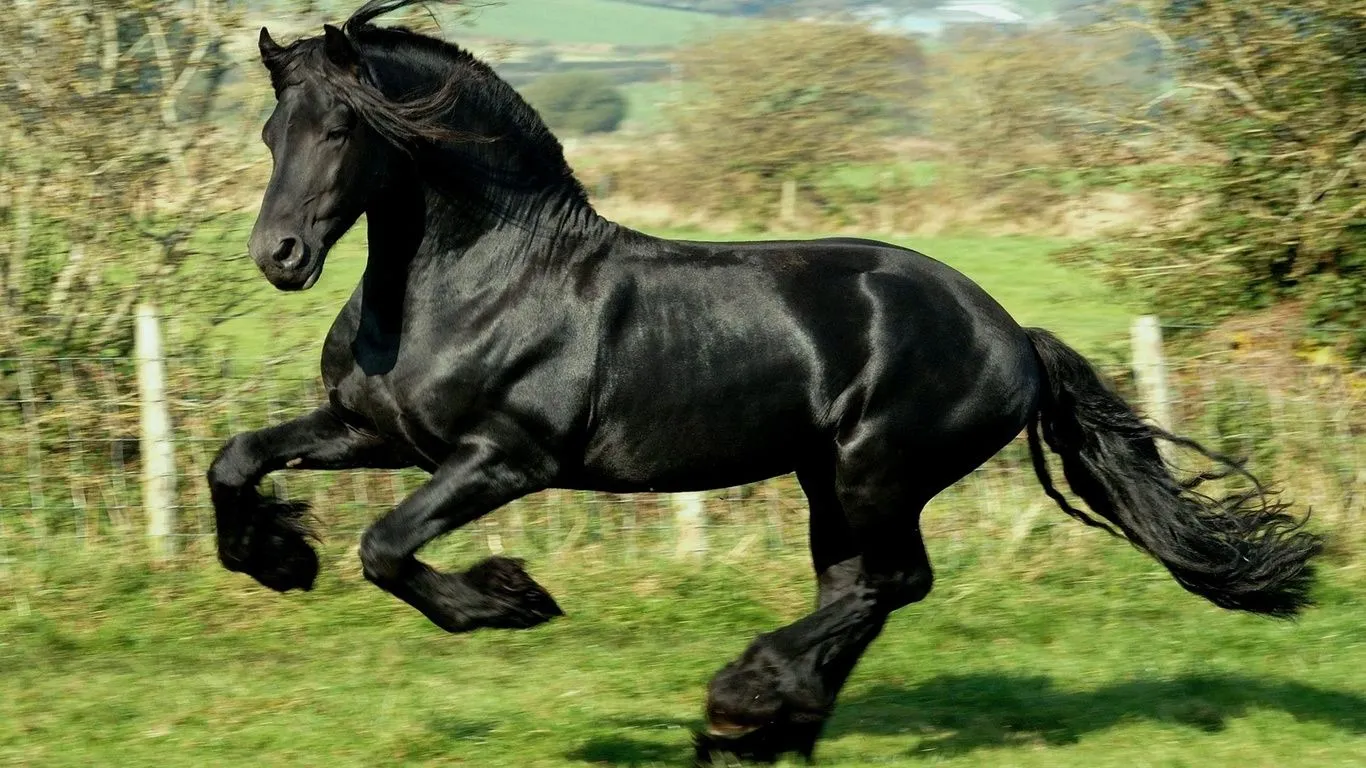 Fondos de pantalla de caballos, motos de color negro, elegante caballo ...