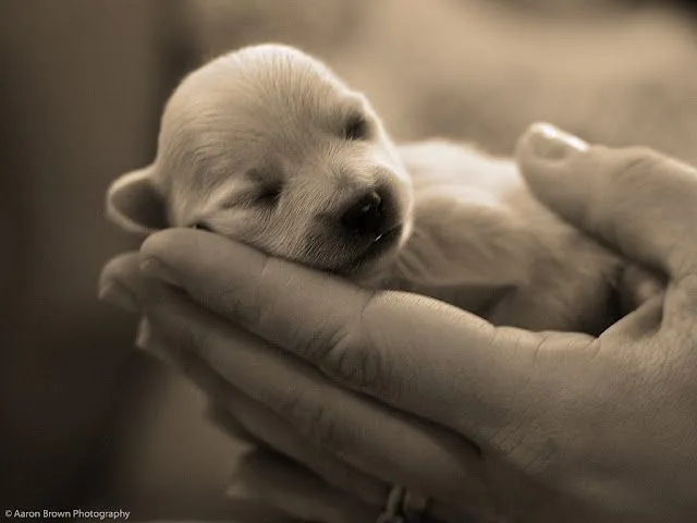 Fondos de pantalla de perros bebés - Imagui