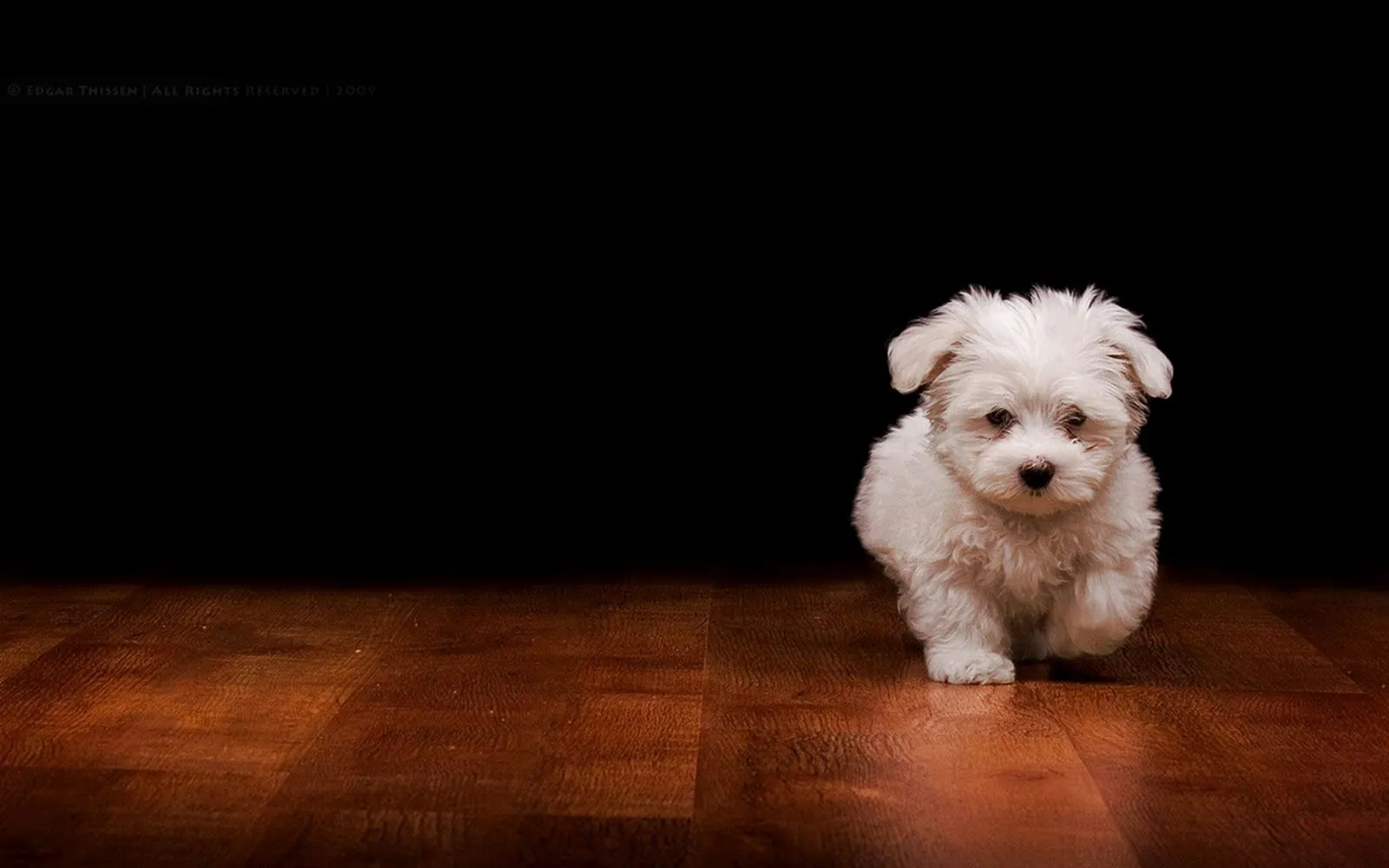 Fondos de pantalla de cachorros tiernos - Imagui